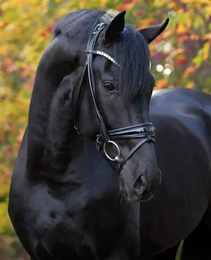 خرید اسب ماهی ۵میلیون اقساطی|اسب و تجهیزات اسبسواری|حبیب آباد, |دیوار