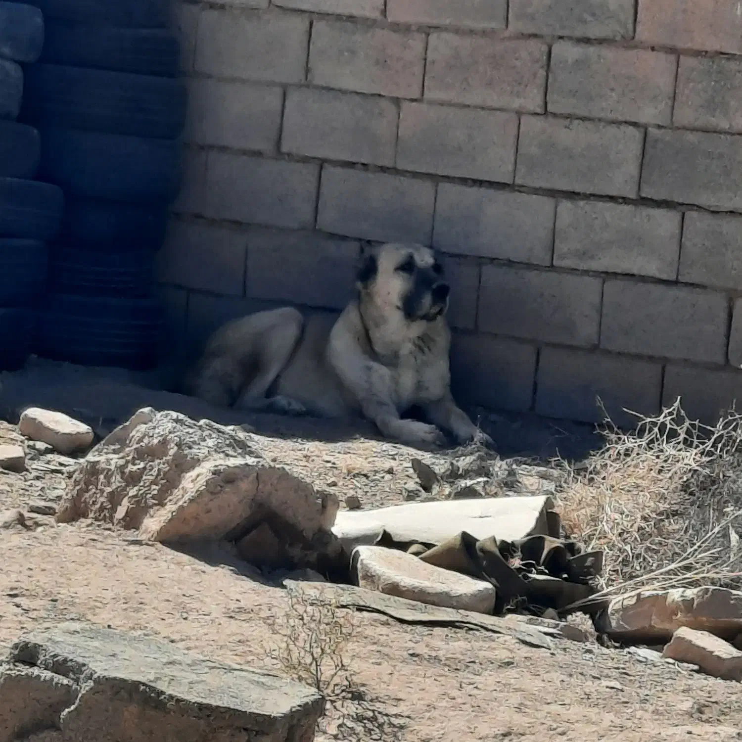 سگ افغان|سگ|بیرجند, |دیوار