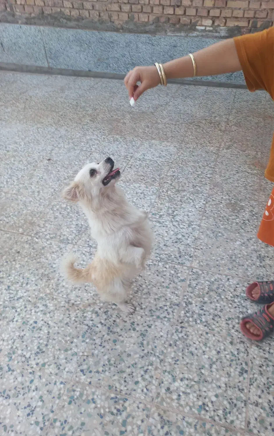 سگ پا کوتاه|سگ|رفسنجان, |دیوار