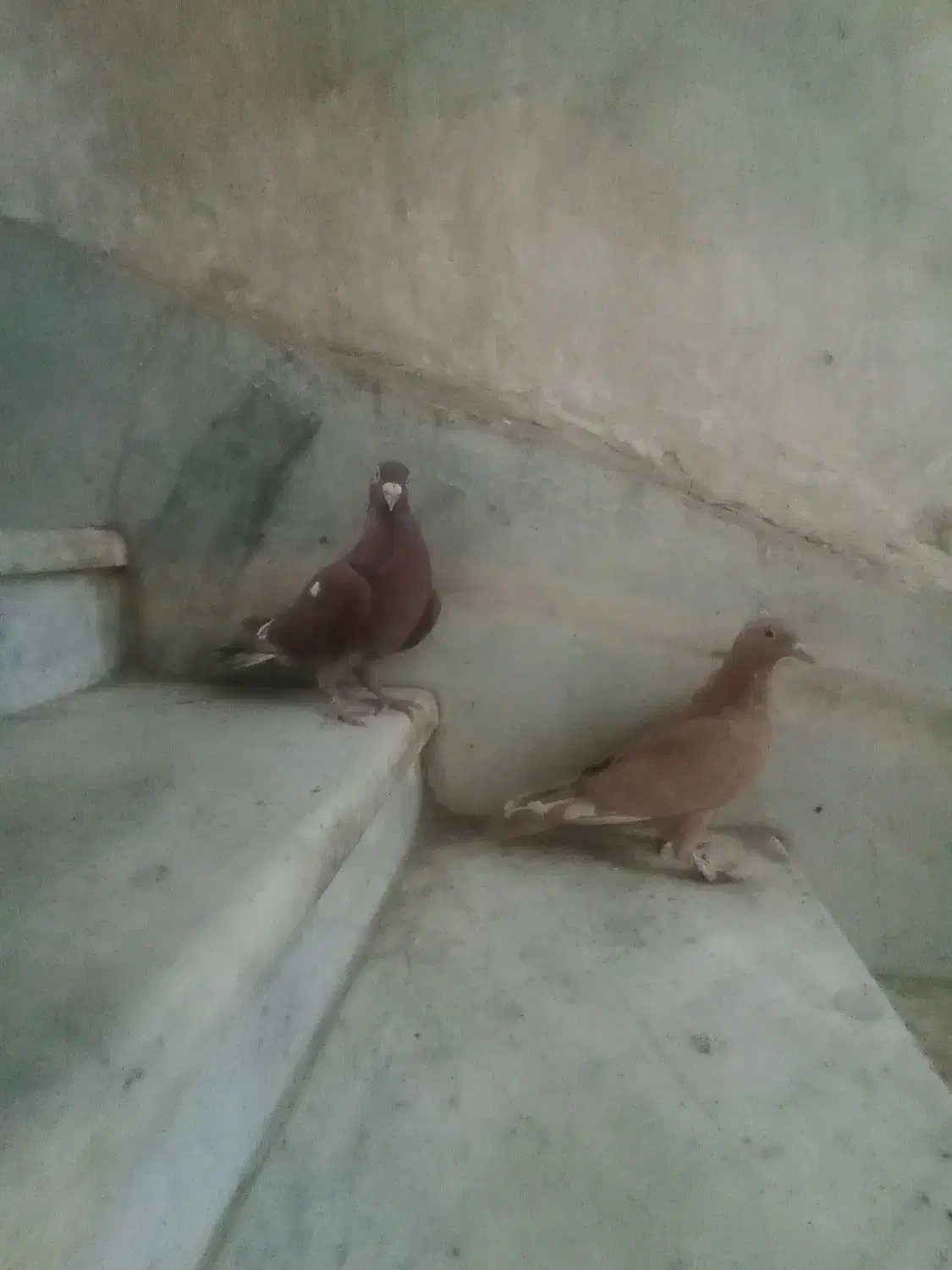 سرخ دمرخ ضمانت پرش سرخ کاکل مینا زردم|پرنده|زاهدان, |دیوار