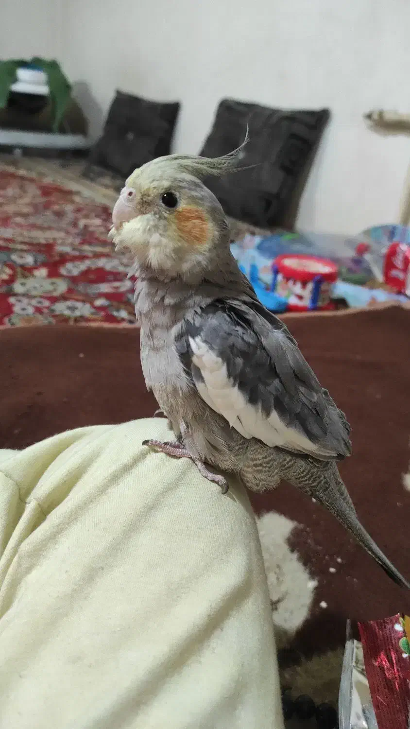 گمشده|حیوانات|گرگان, |دیوار