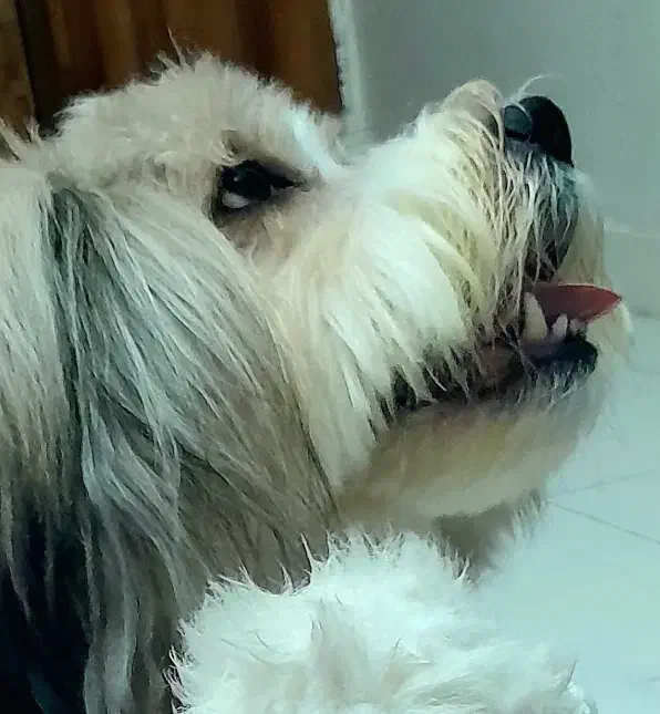 سگ تربیت شده نژاد فرانسوی رایگان|سگ|تهران, نیاوران|دیوار