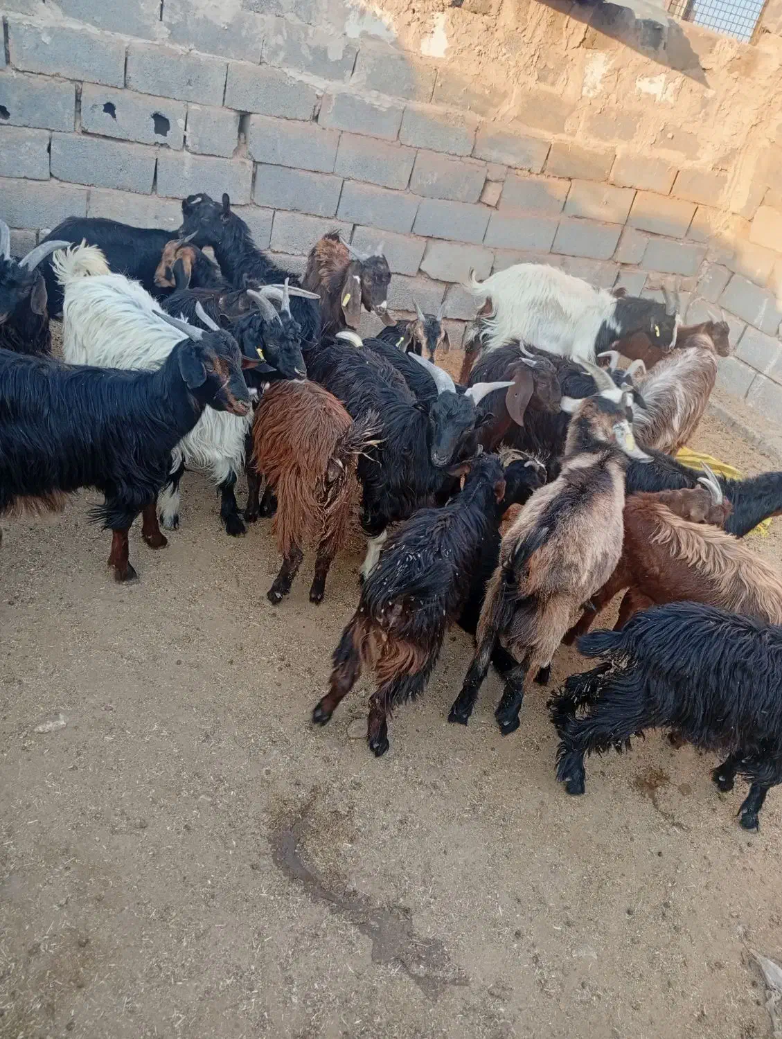 بزغاله|حیوانات مزرعه|زرندیه, |دیوار