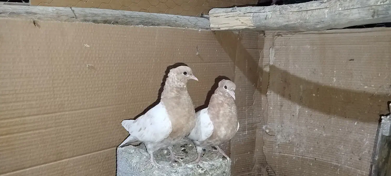 جوجه کله زرد|پرنده|سیلاخور, |دیوار