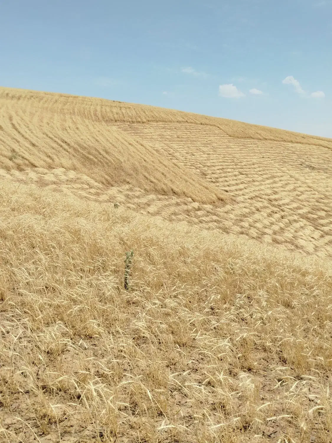 کاه گندم ریز|حیوانات مزرعه|تهران, آذری|دیوار