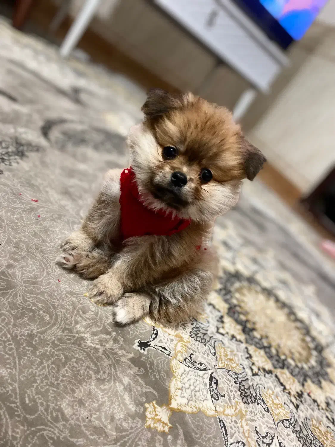 سگ پامر|سگ|ارومیه, |دیوار