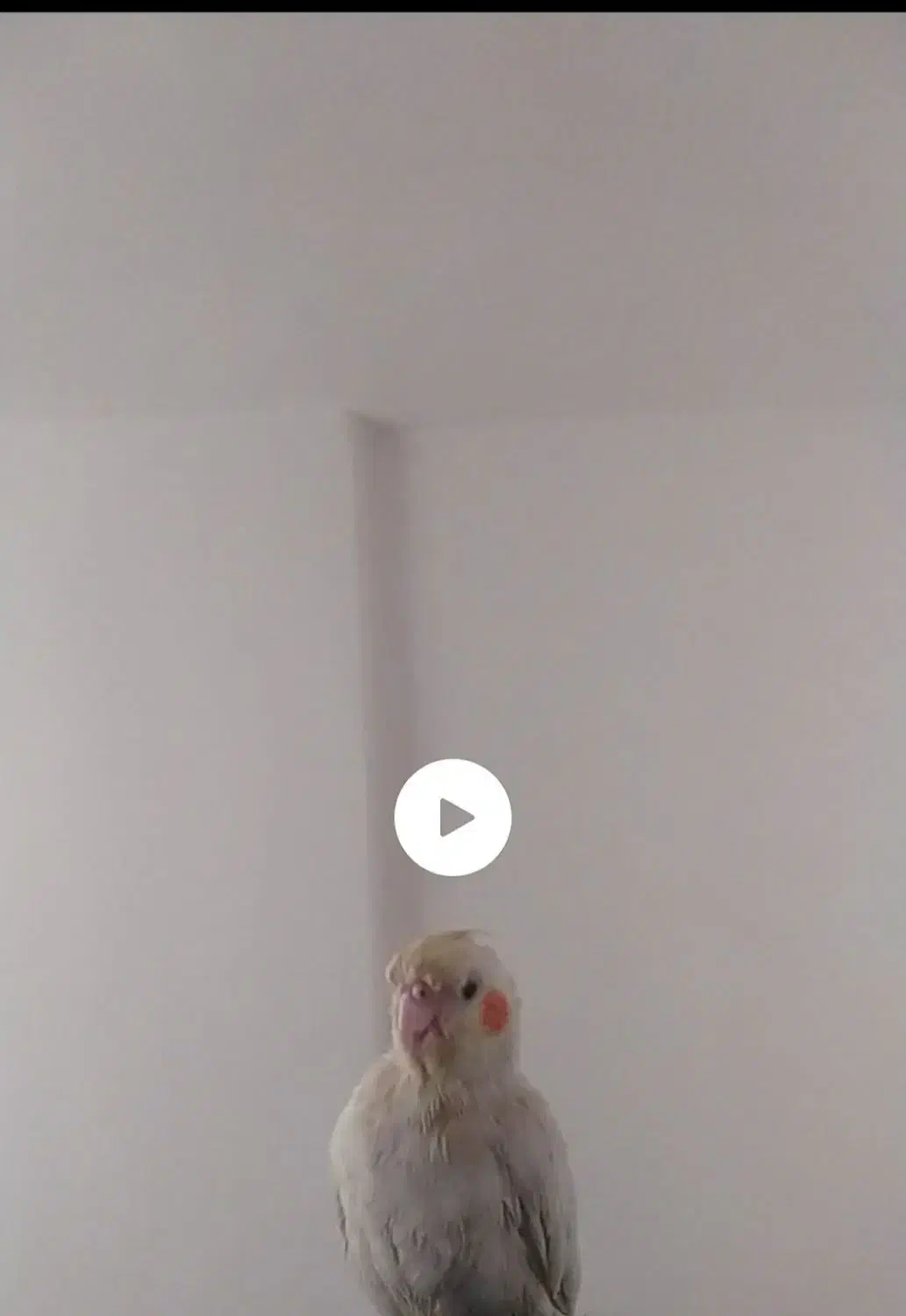 پرنده عروس هلندی سخنگو|حیوانات|آبادان, |دیوار