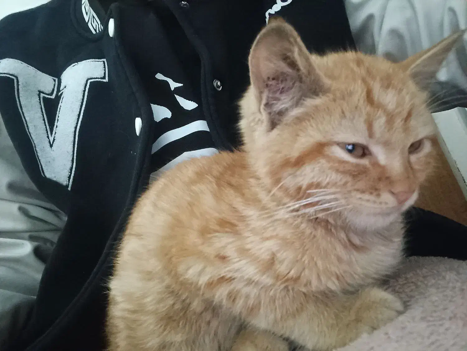 واگذاری بچه گربه دوماهه|گربه|تبریز, |دیوار