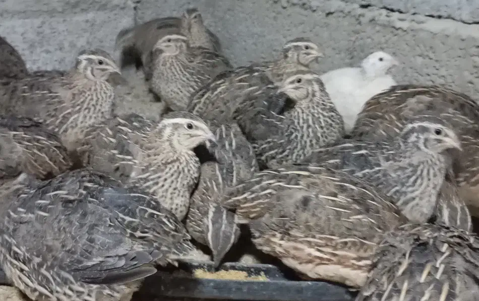 بلدرچین کانادایی بالغ|حیوانات مزرعه|کله گان, |دیوار