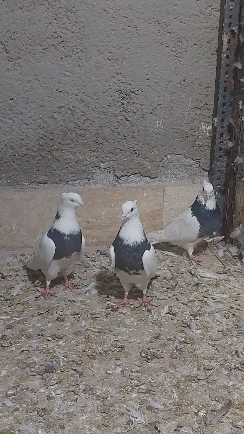 کفتر طوقی و کفتر پرشی|پرنده|ری, شهید بهشتی|دیوار