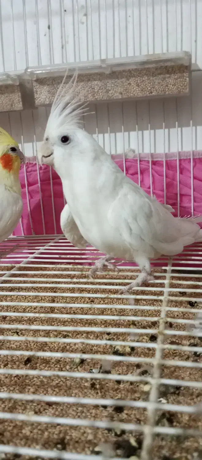 یک جفت عروس هلندی مولد با قفس|پرنده|زاهدان, |دیوار