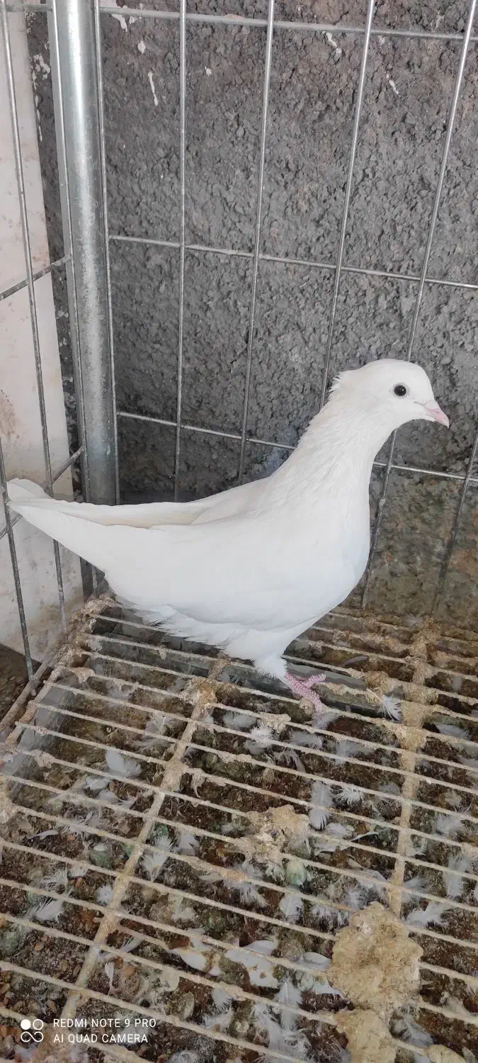 کفتر طوقی|پرنده|شاهرود, |دیوار