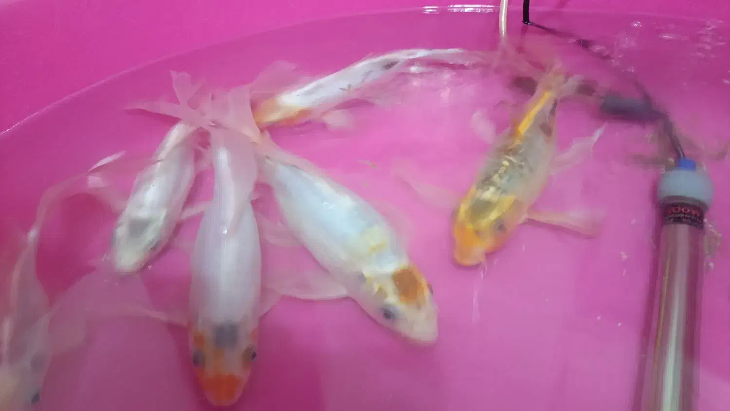 کوی ۲۵.۳۰سانتی|ماهی|کوار, |دیوار