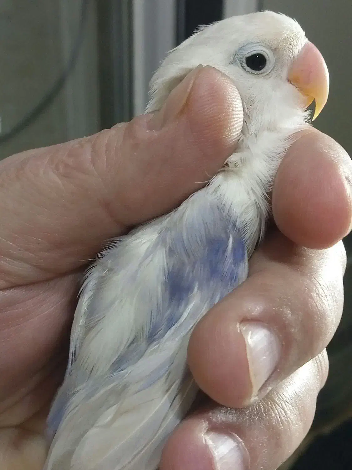 طوطی برزیلی (از پدر ومادر وارداتی)|پرنده|تهران, مجیدآباد|دیوار