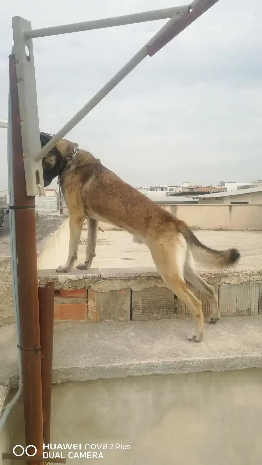 سلام به دلیل نداشتن جای برای فروش گذاشتم|سگ|گرگان, |دیوار