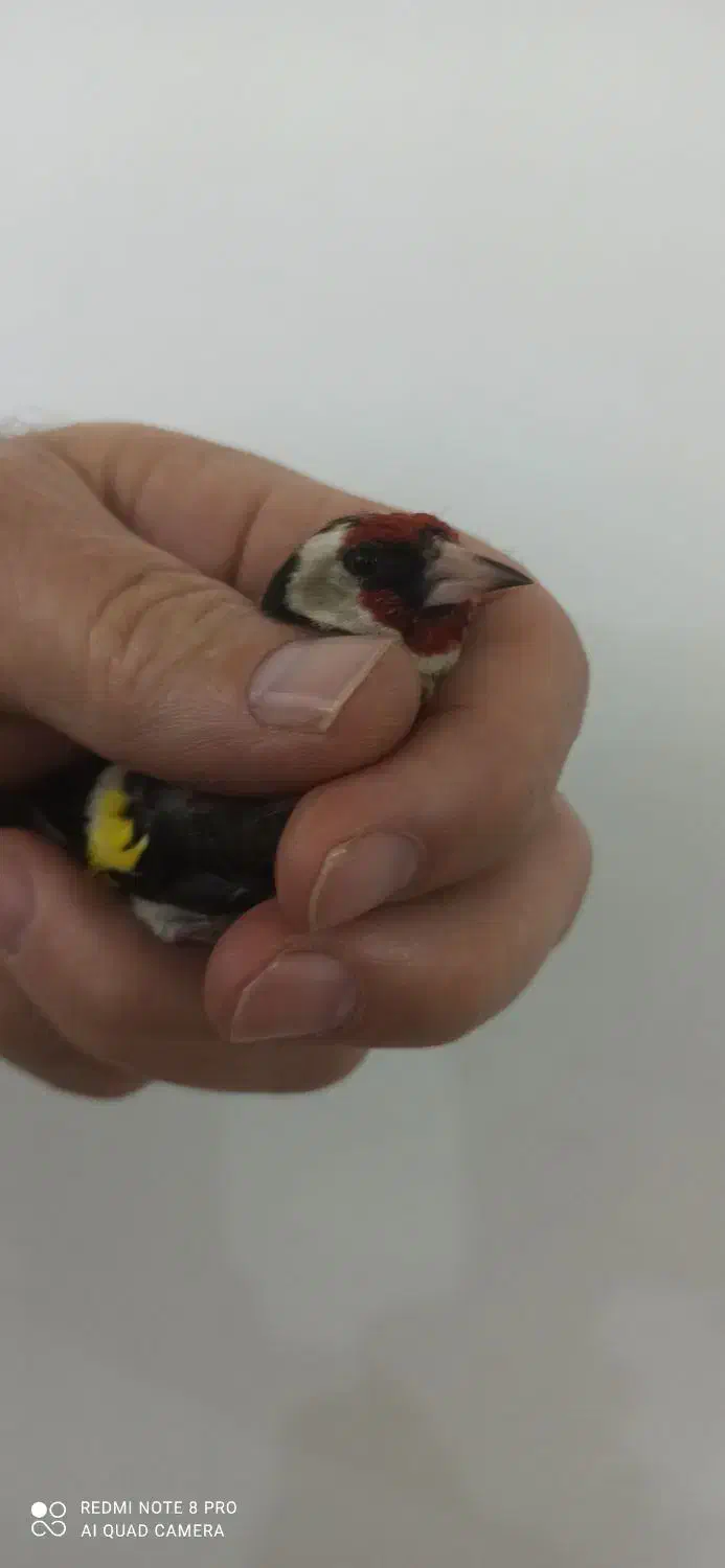 سهره نر|حیوانات|خوی, |دیوار