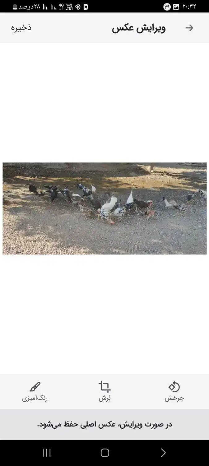 مرغ.محلی|حیوانات مزرعه|منوجان, |دیوار