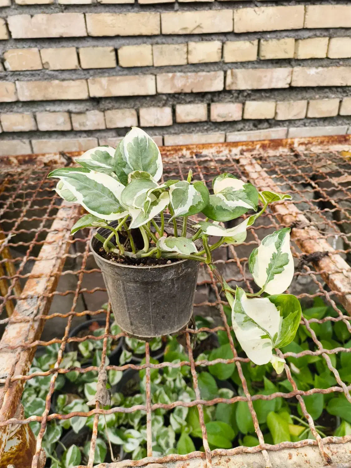 پتوس|گل و گیاه طبیعی|مشهد, شهرک مطهری|دیوار