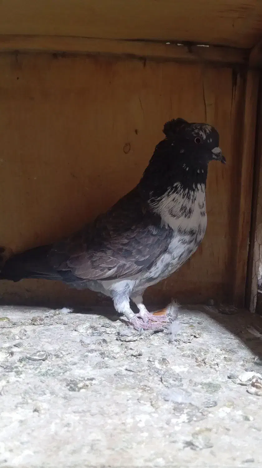 کفتر قاره|پرنده|کوهدشت, |دیوار