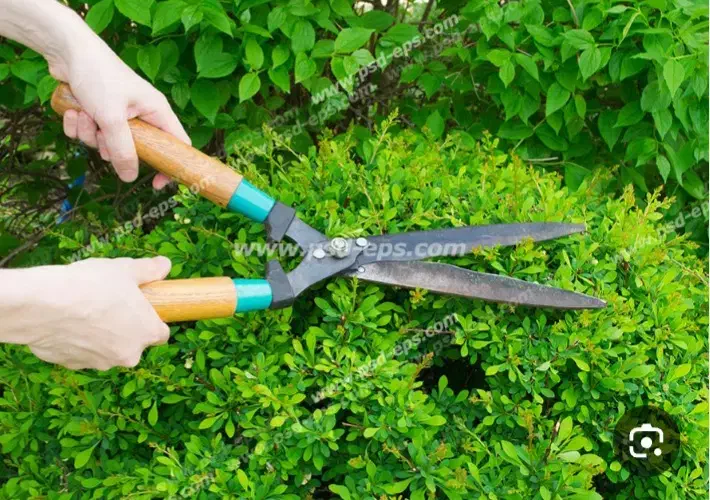 باغبانی|خدمات باغبانی و درختکاری|نوشهر, |دیوار