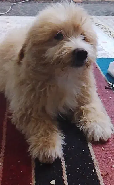 توله سگ پودل اشپیتز|سگ|مسجد سلیمان, |دیوار