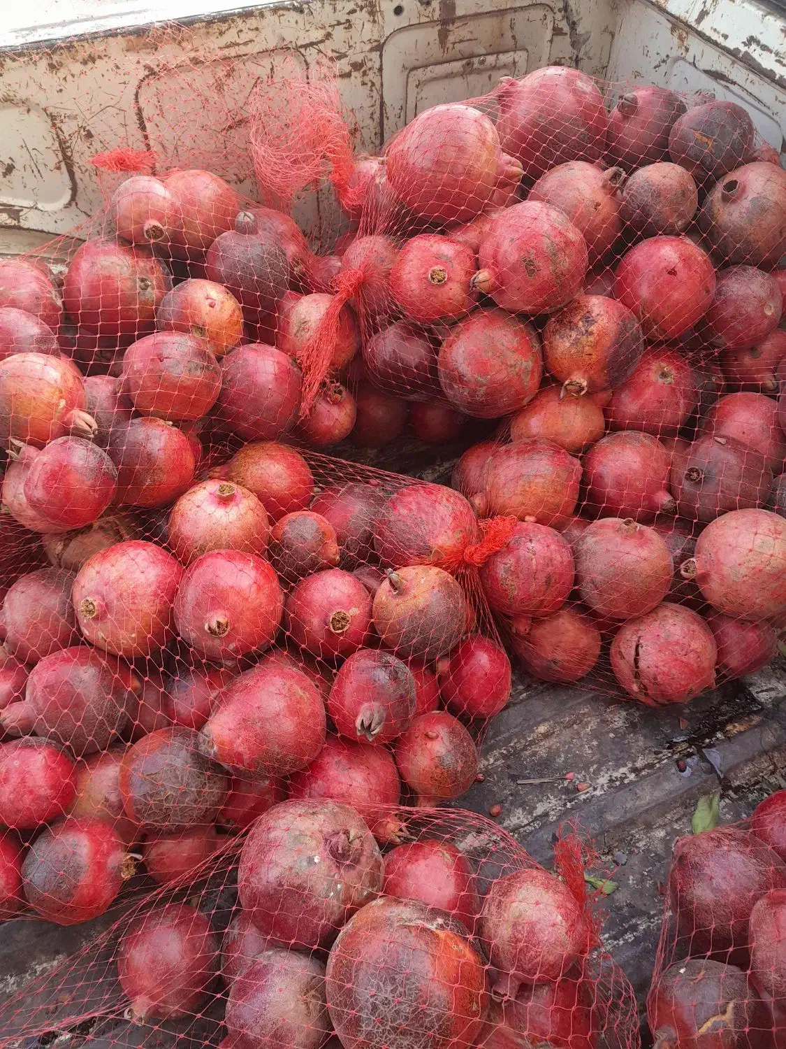 انار ربی|خوردنی و آشامیدنی|گنبد کاووس, |دیوار