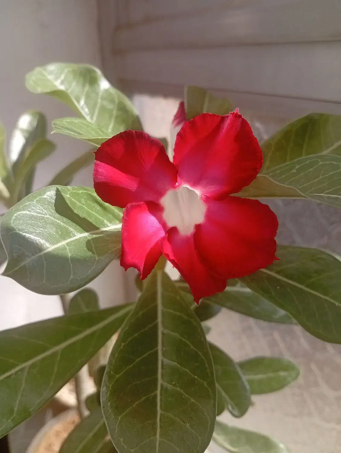 انواع گلهای آدنیوم خاص|گل و گیاه طبیعی|چالدران, |دیوار