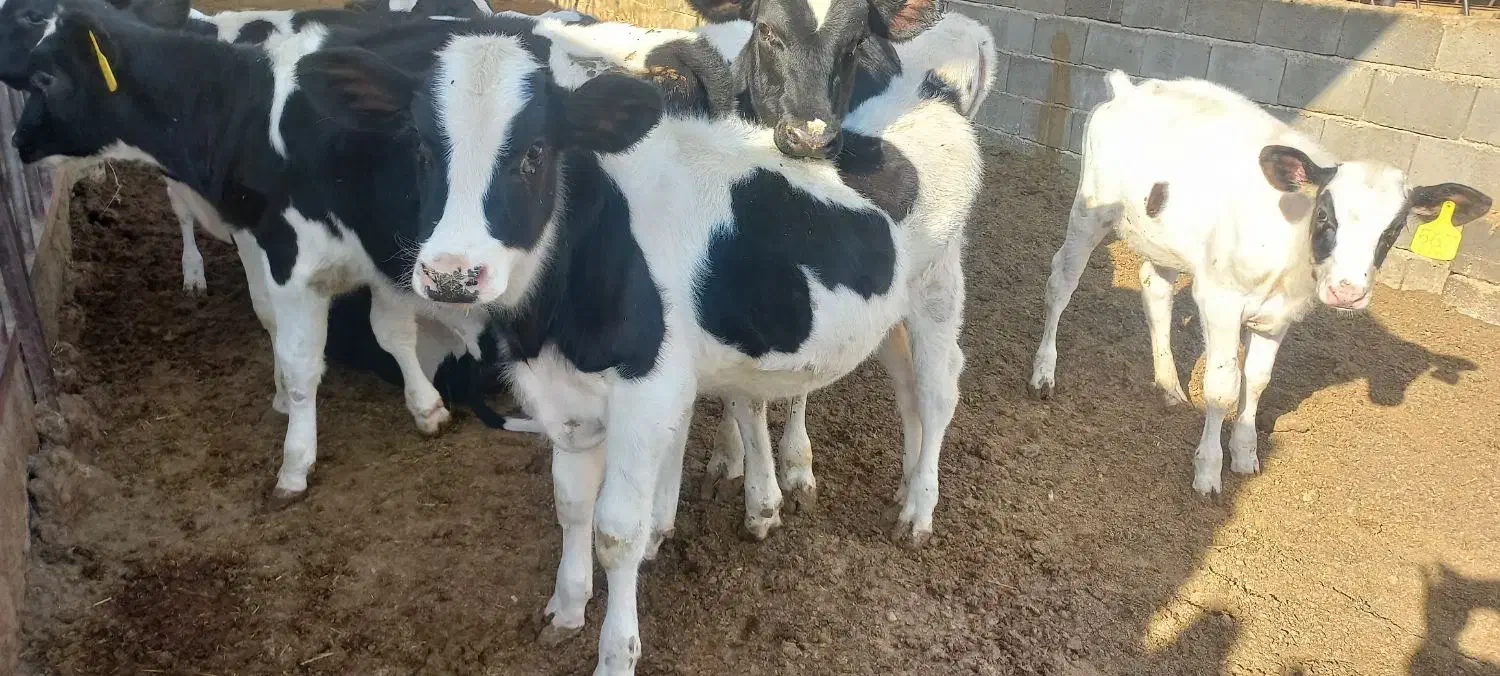 فروش گوساله نر شیر گرفته شده|حیوانات مزرعه|تفت, |دیوار