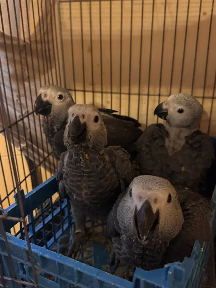 جوجه کاسکو|پرنده|تهران, دانشگاه شریف|دیوار