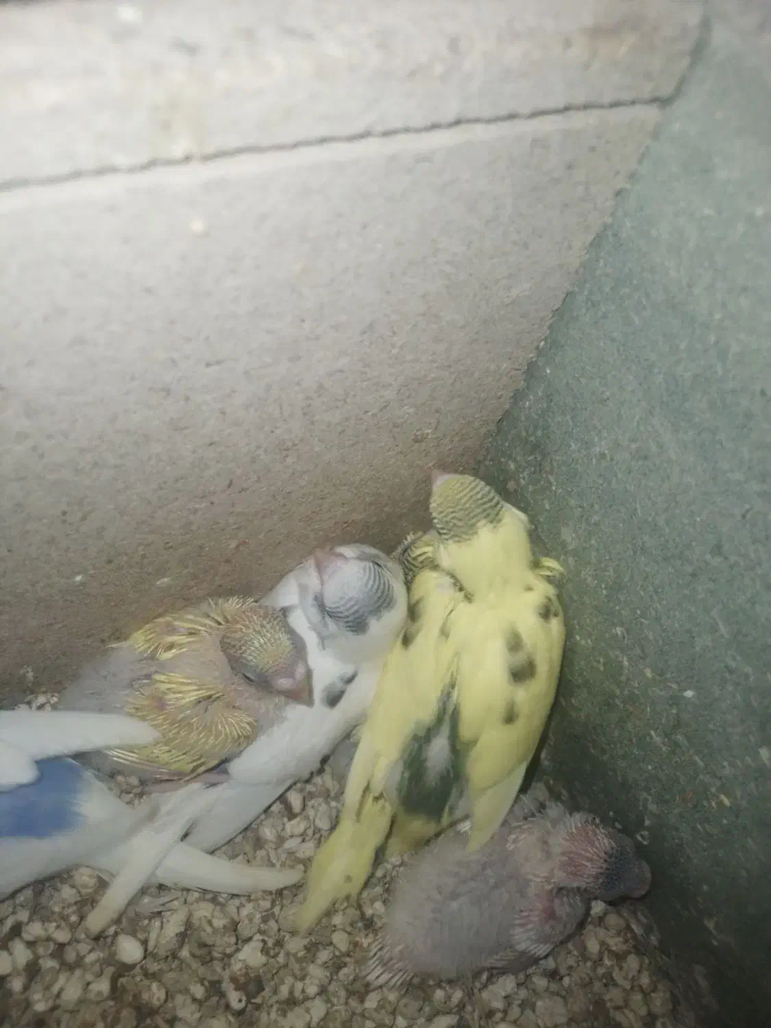 جوجه مرغ عشق|پرنده|یزد, |دیوار