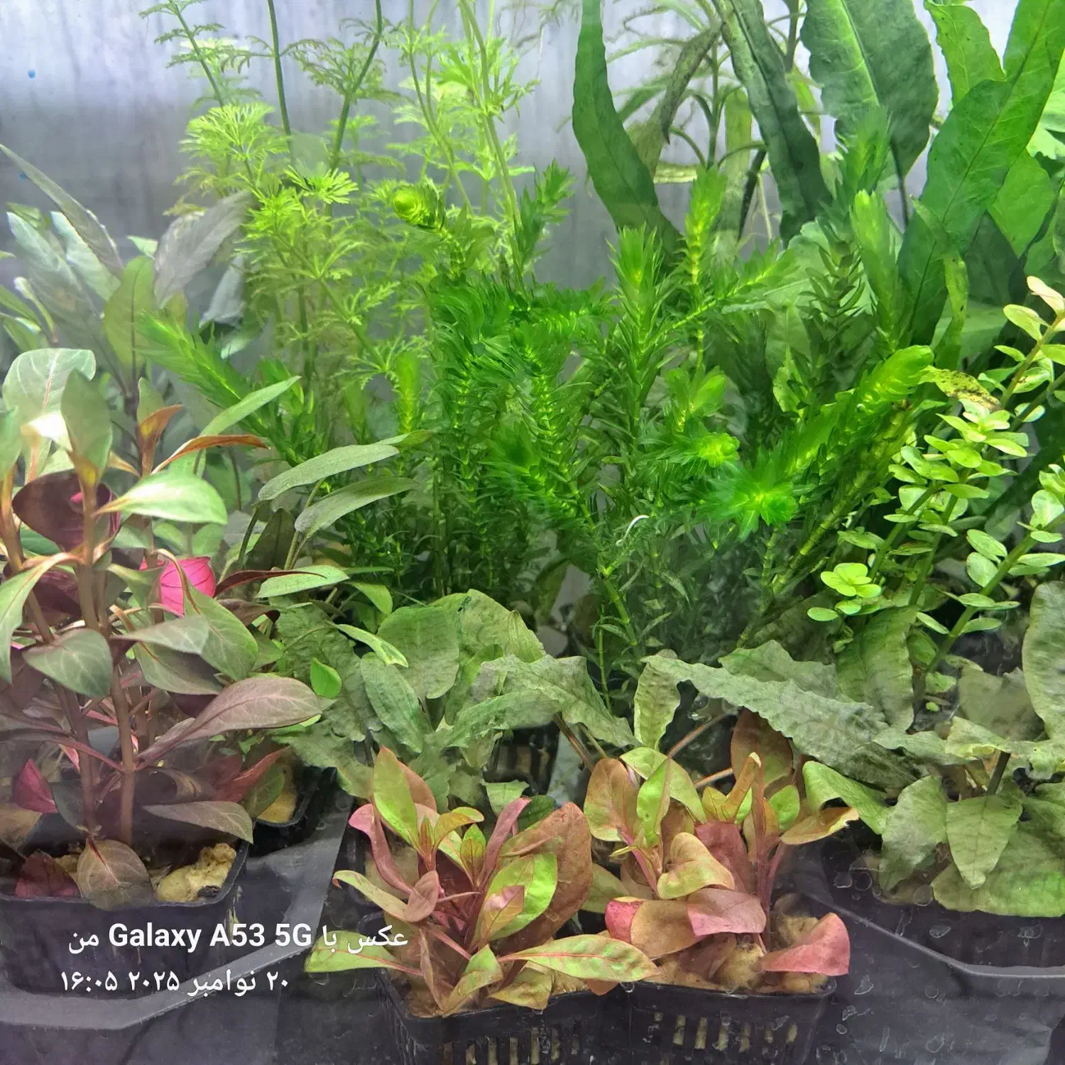 گیاه آبزی و پلنت|ماهی|اردبیل, |دیوار