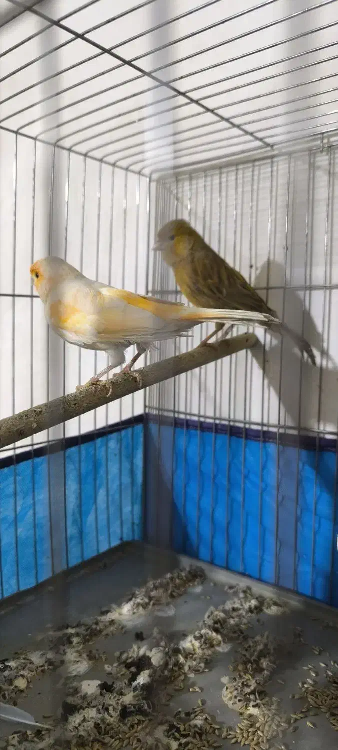 قناری|پرنده|ابریشم, |دیوار