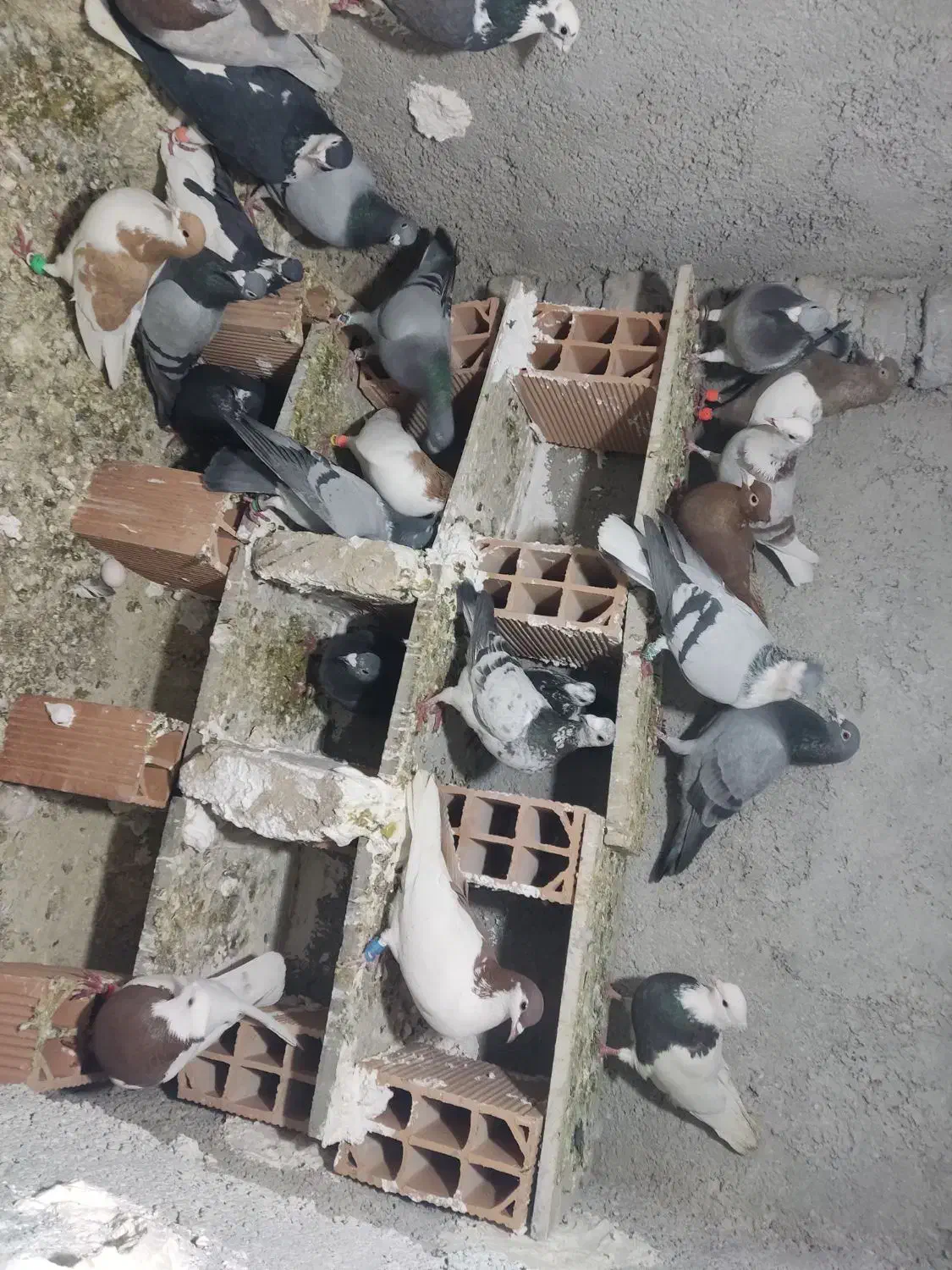 کفتر شهرستانی|پرنده|بومهن, |دیوار