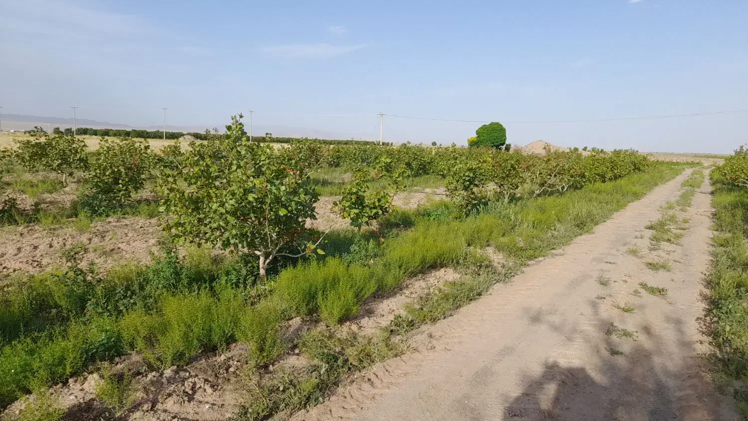 فروش ملک کشاورزی|اجارهٔ دفتر صنعتی، کشاورزی، تجاری|نصر آباد, |دیوار