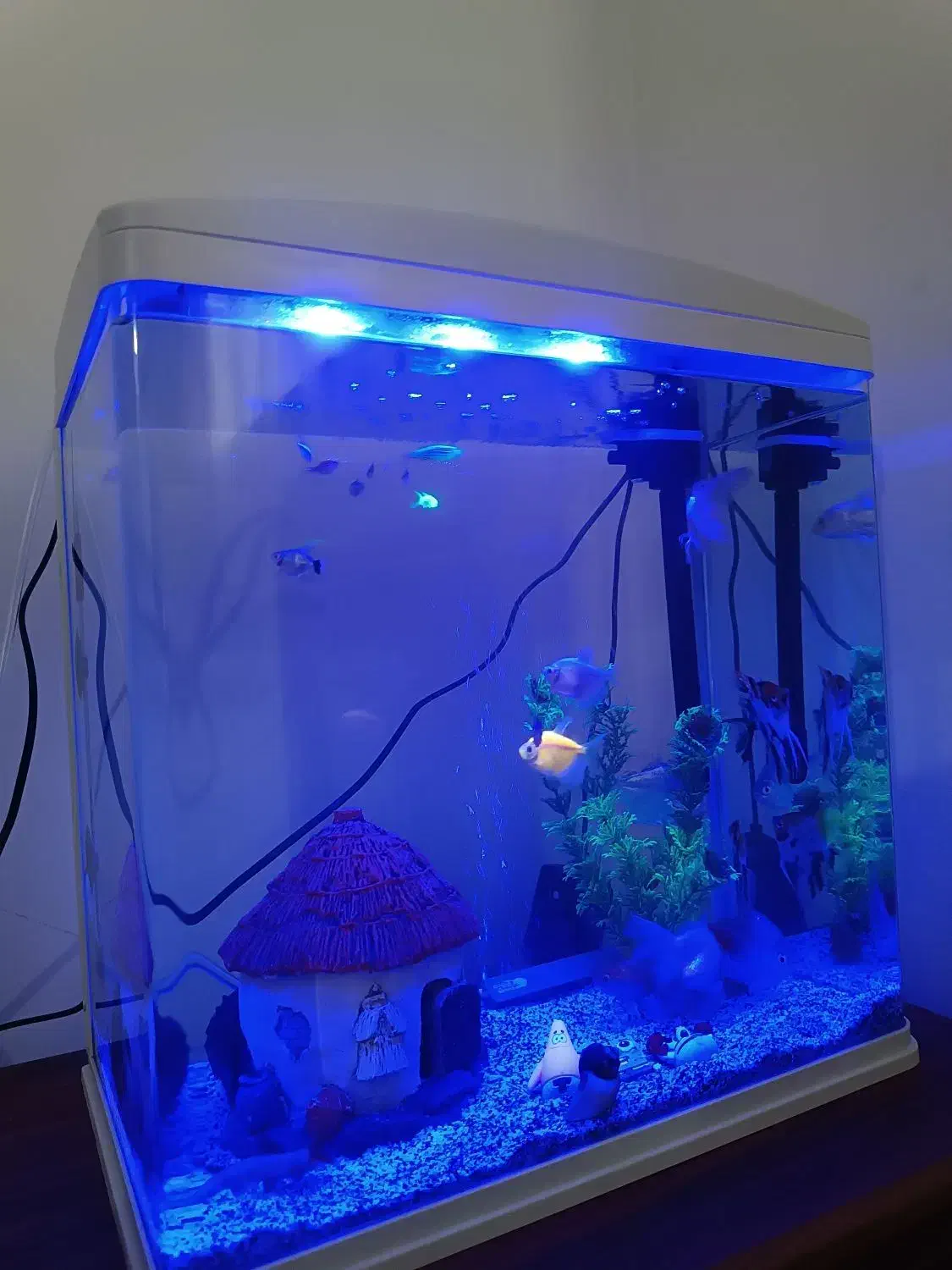 آکواریوم|ماهی|ایلام, |دیوار