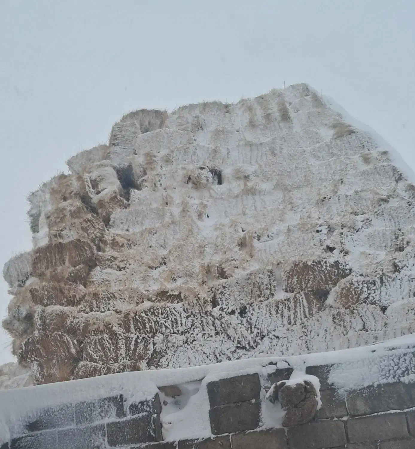 علوفه|لوازم جانبی حیوانات|مهربان, |دیوار