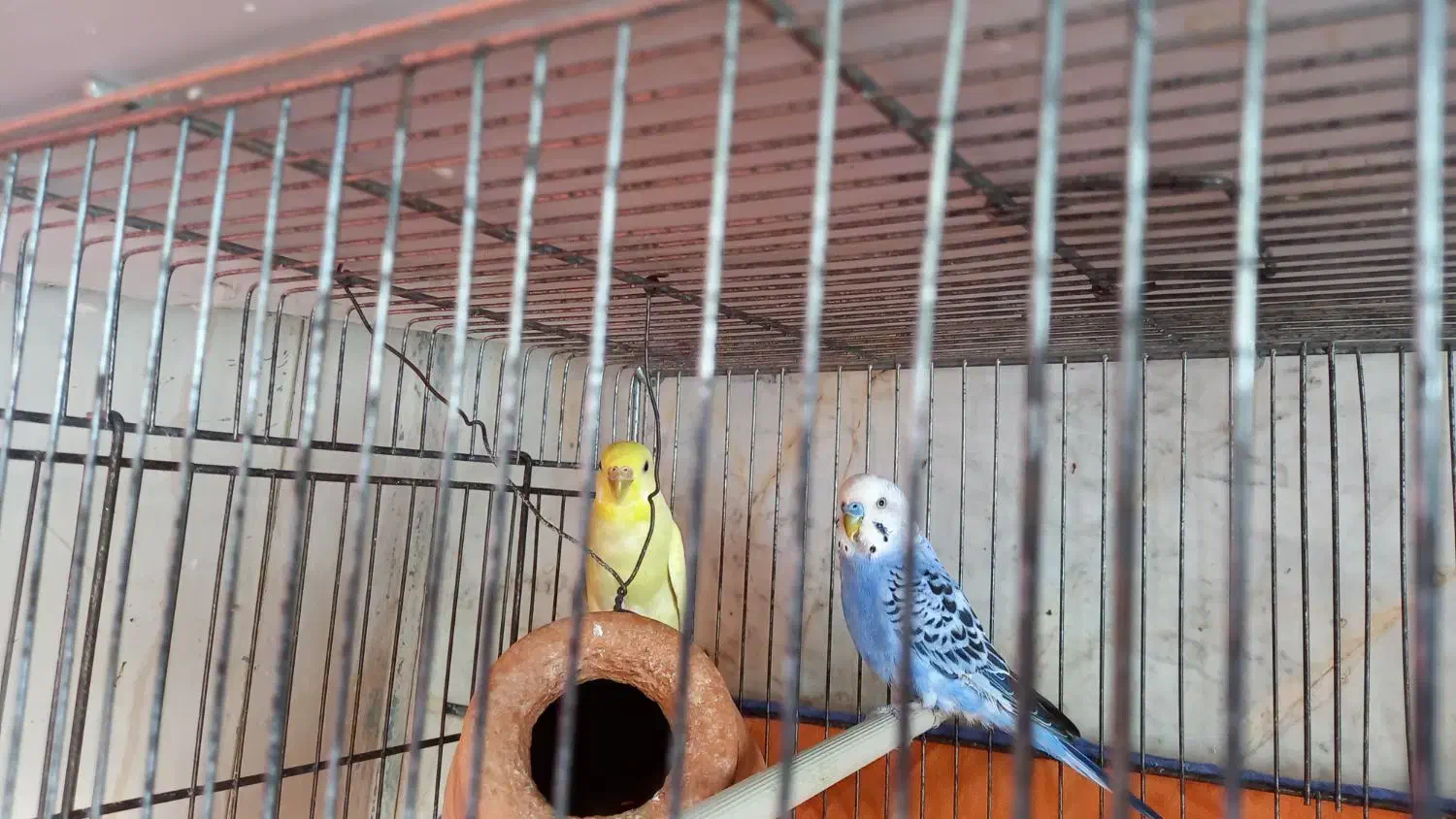 مرغ عشق سرحال|پرنده|شاهرود, |دیوار