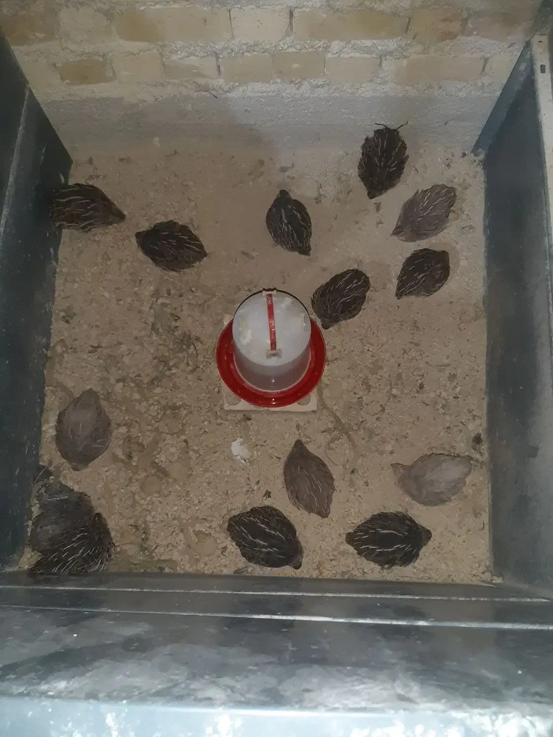 بلدرچین|حیوانات مزرعه|شیراز, شهرک مهدیه|دیوار