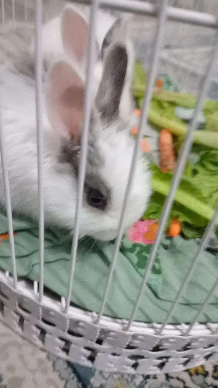 خرگوش|موش و خرگوش|مشهد, شهید آوینی|دیوار