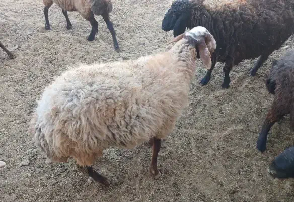 گوسفند زنده تخفیف ویژه 50٪بمناسبت افتتاحیه/خونی|حیوانات مزرعه|مشهد, نوید|دیوار