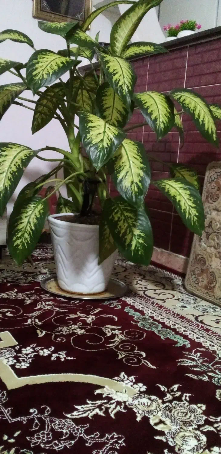 گل و گلدان زیبا|گل و گیاه طبیعی|بیلوار, |دیوار