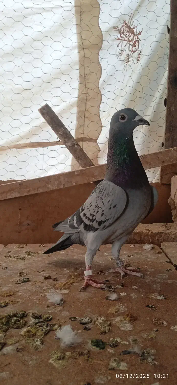 کبوتر پلاکی|پرنده|اصفهان, شهید رجایی|دیوار