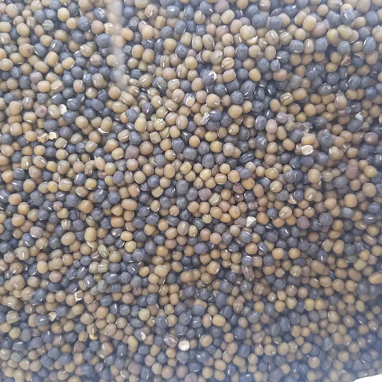 ماش بومی|خوردنی و آشامیدنی|محلات, |دیوار