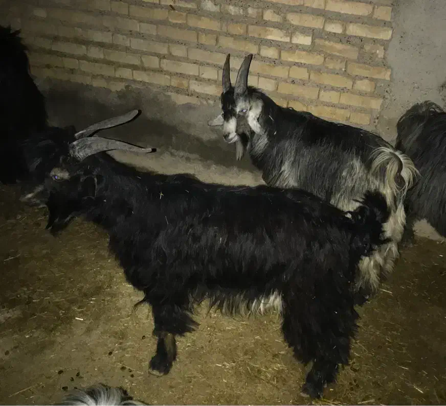 چپش و بز فروشی|حیوانات مزرعه|دهلران, |دیوار