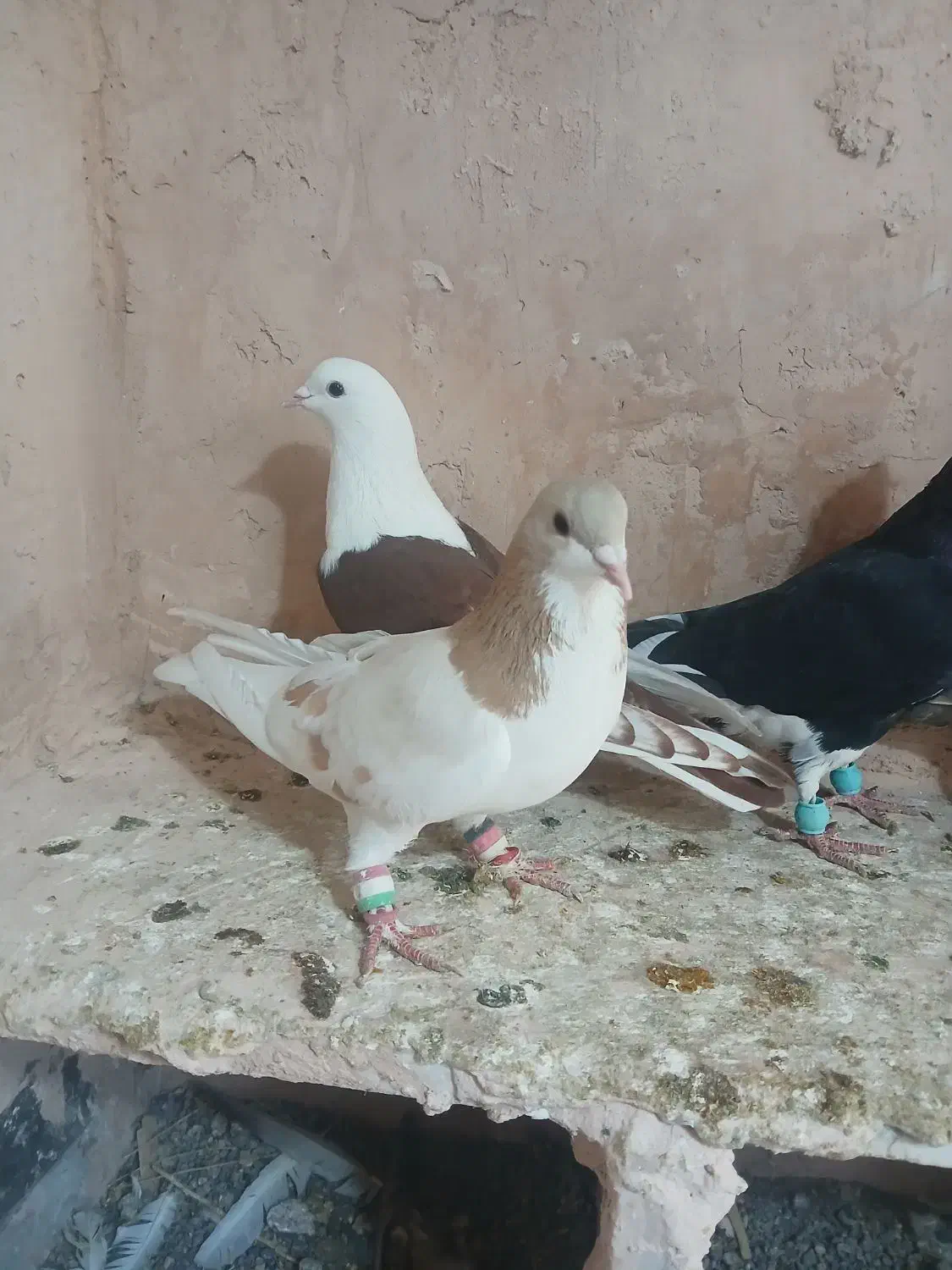 کفتر پرشی|پرنده|سبزوار, شرق کال شمالی|دیوار