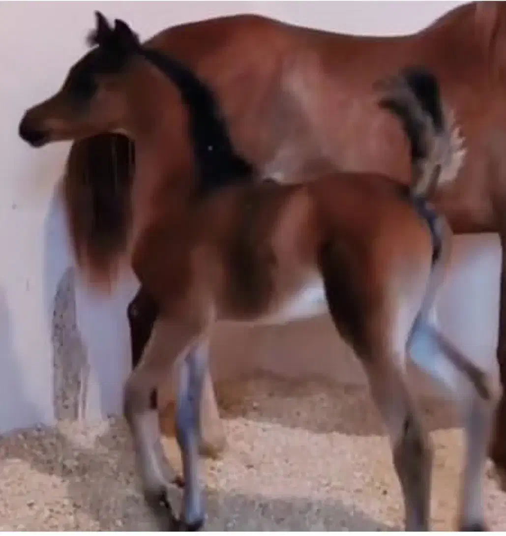 خرید و فروش تخصصی اسب عرب|اسب و تجهیزات اسب‌سواری|اراک, |دیوار