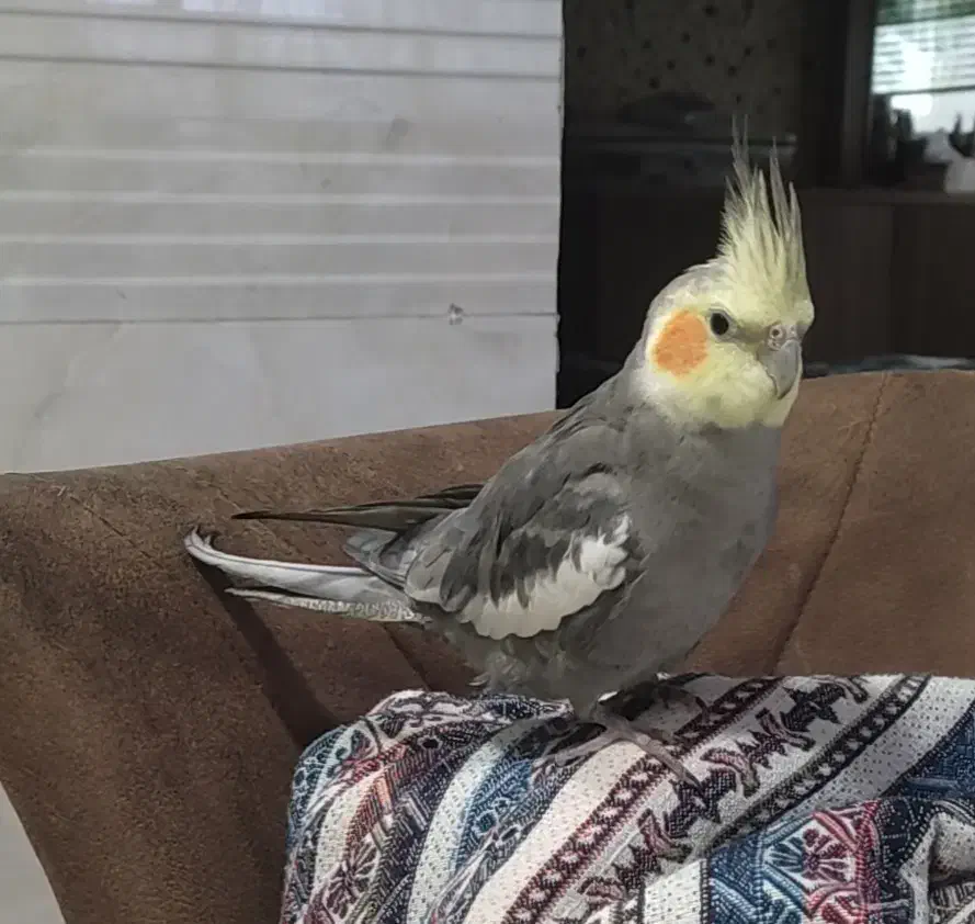 عروس هلندی گمشده|حیوانات|همدان, |دیوار