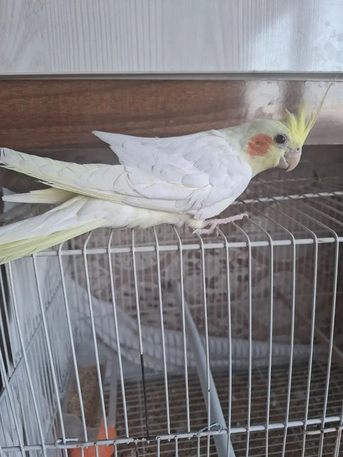 لوتینو|پرنده|مشهد, امیریه|دیوار