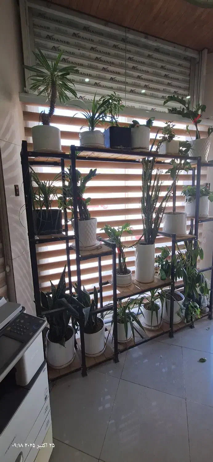 فروش مجموعه گل و گلدان و استند|گل و گیاه طبیعی|لردگان, |دیوار