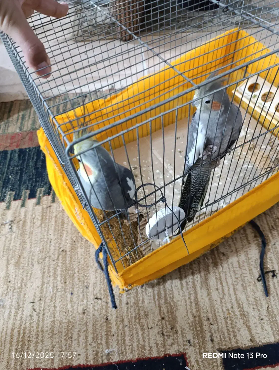 یک جفت عروس هلندی بالق|پرنده|کلاله, |دیوار